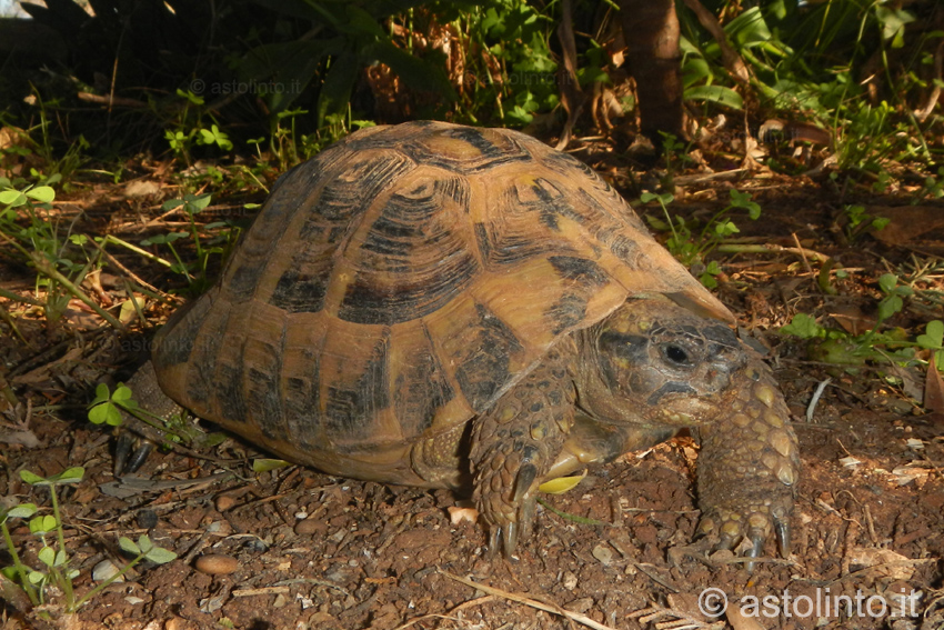 Testuggine greca (Testudo graeca)