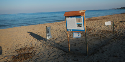 Tartaruga marina (Caretta caretta)