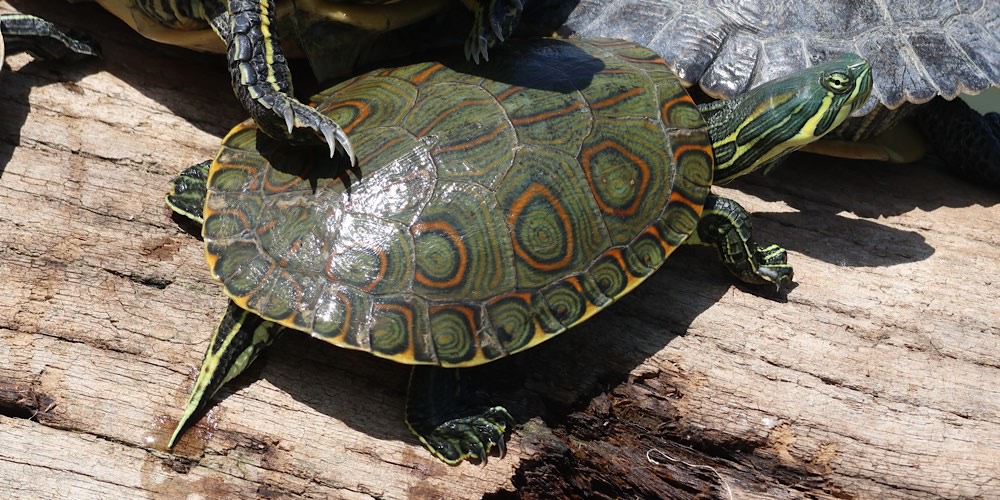 Tartaruga mesoamericana orientale