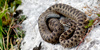 Vipera dell'Orsini, Vipera ursinii
