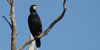 Cormorano, foto
