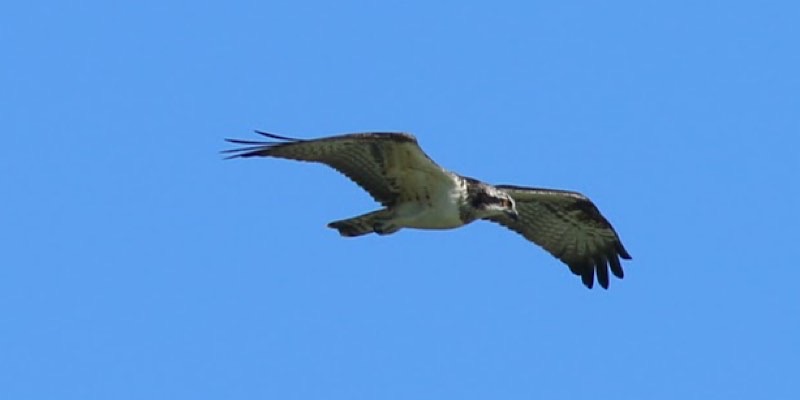 Falco pescatore, foto