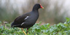 Gallinella d'acqua, foto