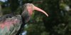 Ibis eremita, foto