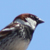 Passera mattugia