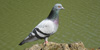 Piccione, foto