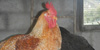 Pollo domestico, foto