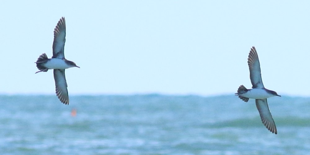 Berta minore (Puffinus yelkouan), foto di esempio dell'animale.