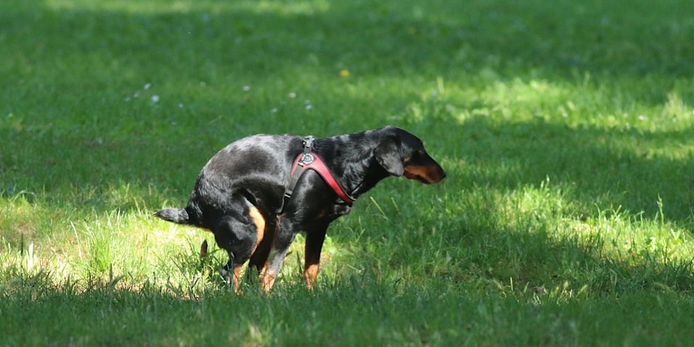 Cane (Canis familiaris)