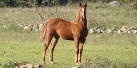 Cavallo, foto