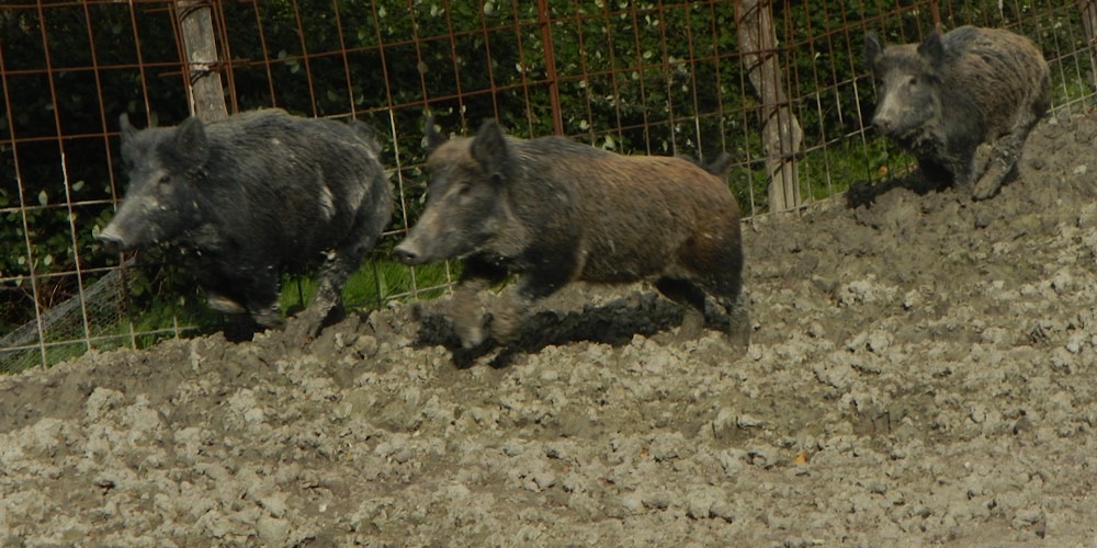 Cinghiale (Sus scrofa)