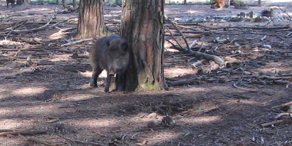 Cinghiale (Sus scrofa)