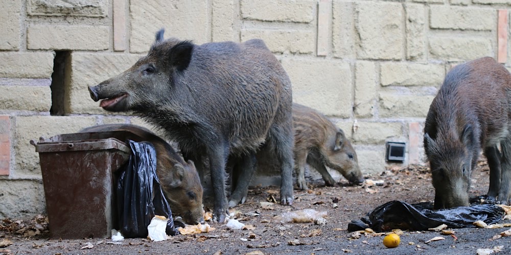 Cinghiale (Sus scrofa)