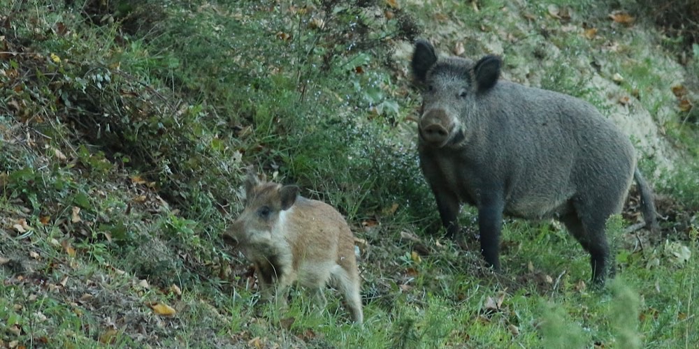 Cinghiale (Sus scrofa)