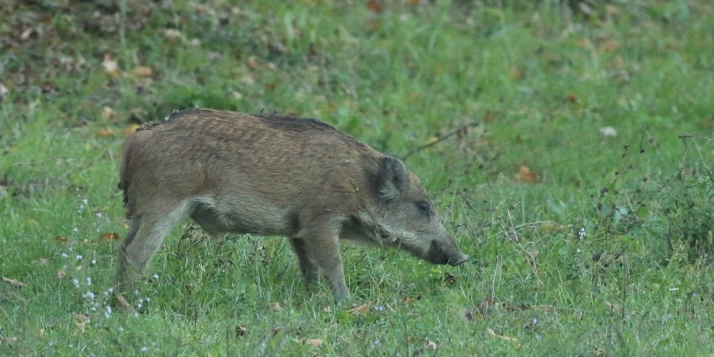 Cinghiale (Sus scrofa)