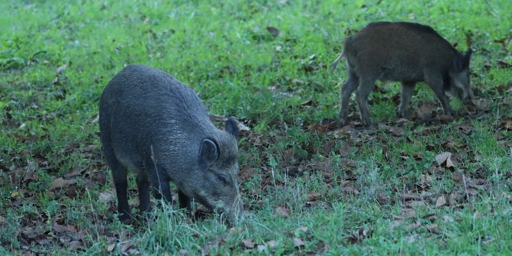 Cinghiale (Sus scrofa)