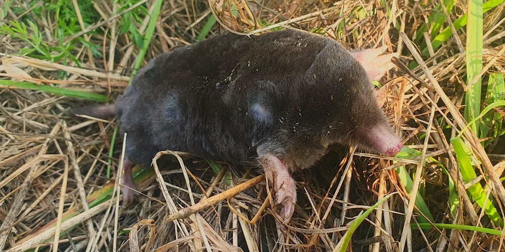 Talpa europea (Talpa europaea), foto di esempio dell'animale.