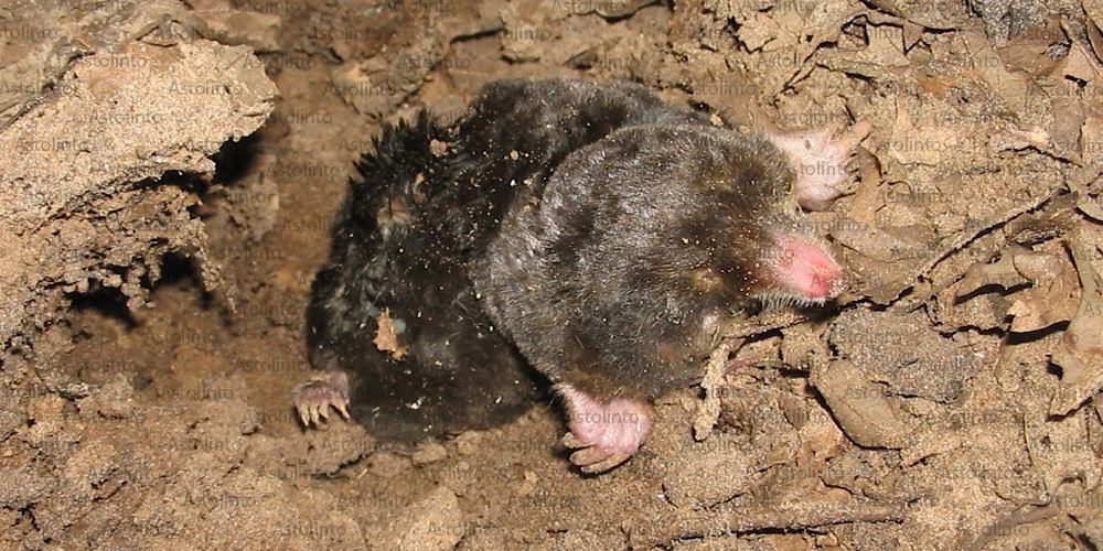 Talpa romana (Talpa romana), foto di esempio dell'animale.