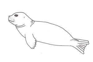 Foca monaca, foto