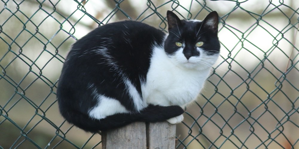 Gatto domestico (Felis catus)