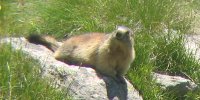 Marmotta, foto