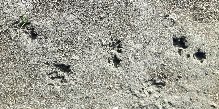 Ratto delle chiaviche (Rattus norvegicus)