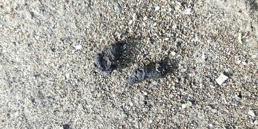 Ratto delle chiaviche (Rattus norvegicus)