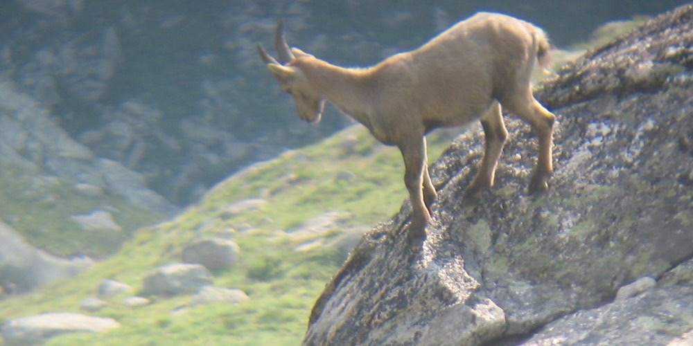Stambecco alpino (Capra ibex)