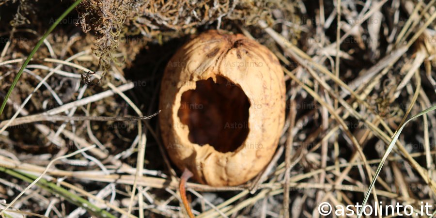 Topo selvatico (Apodemus sylvaticus)