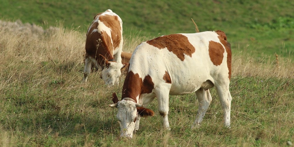Toro (Bos taurus)
