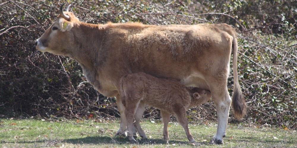 Toro (Bos taurus)