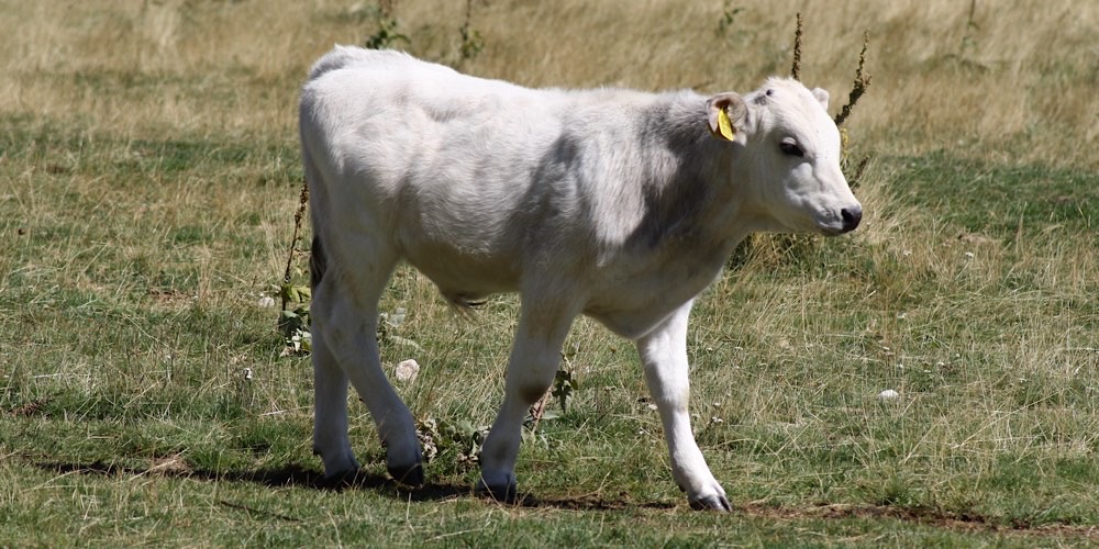 Toro (Bos taurus)