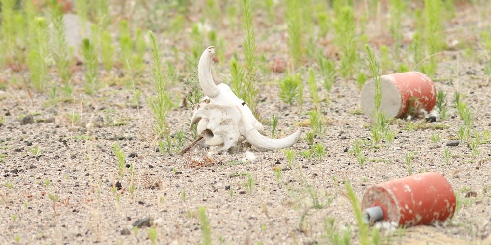 Toro (Bos taurus)