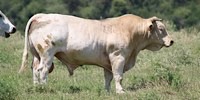 Toro, foto