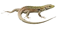 Anfibi italiani