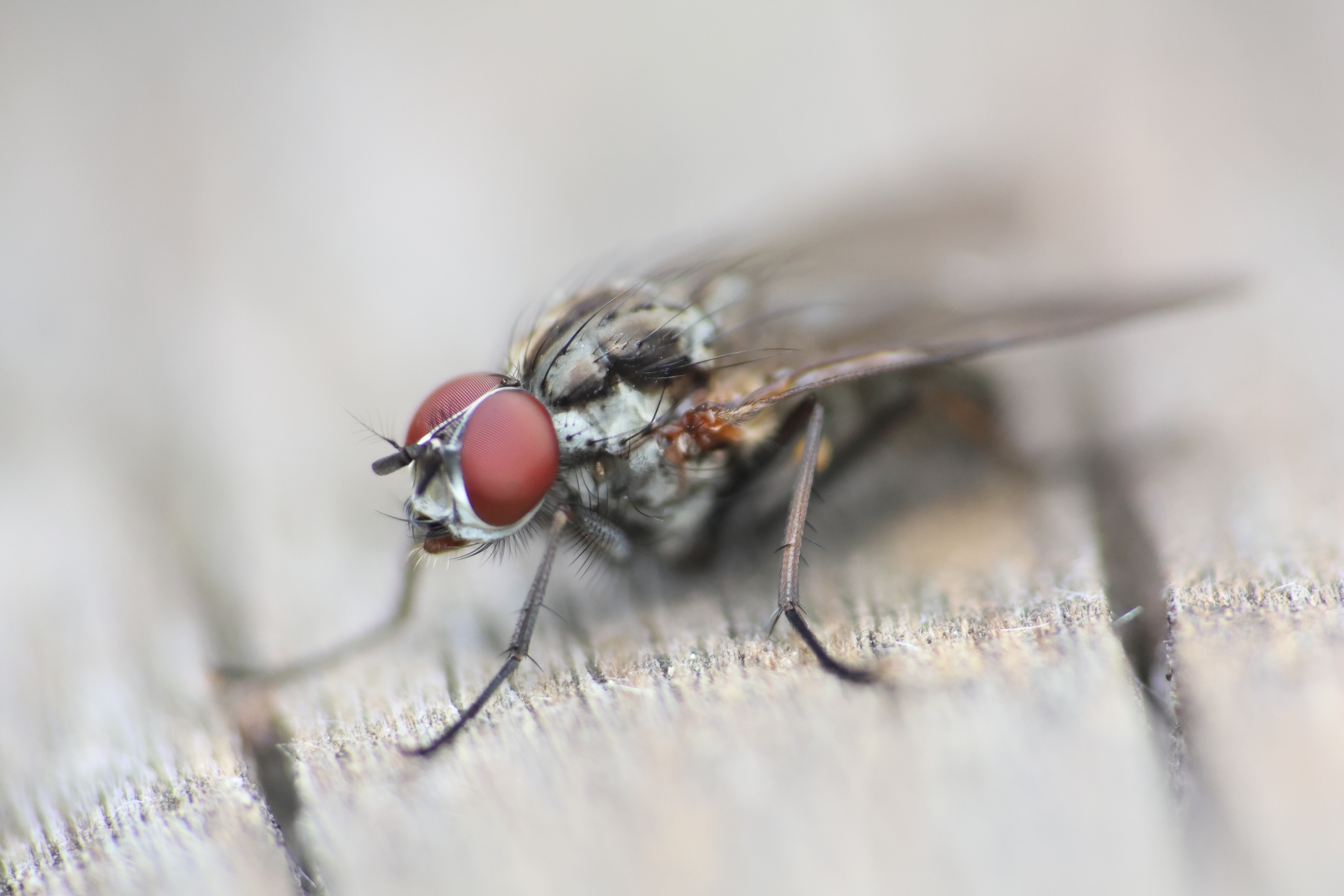 Antomia delle tempeste