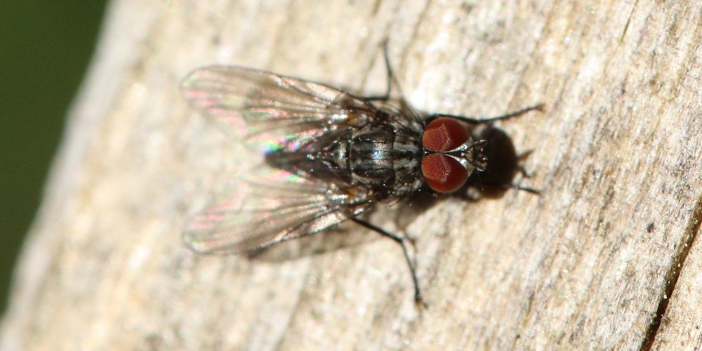 Mosca domestica