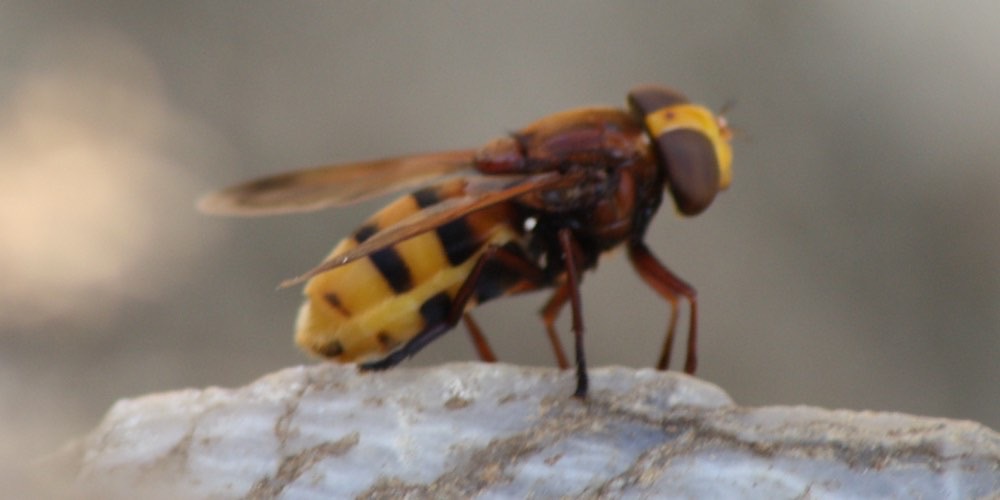 Volucella calabrone