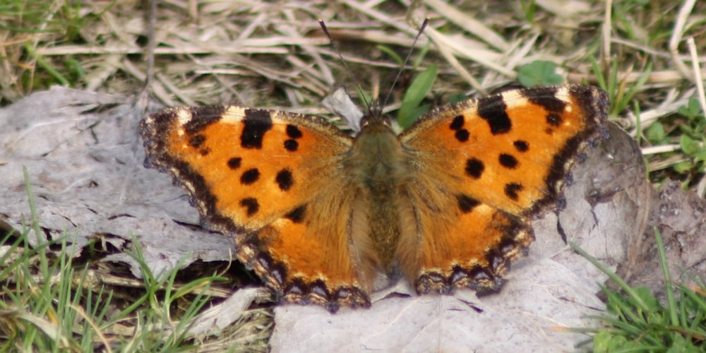 Ninfalide multicolore