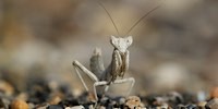 Ameles spallanzania, foto