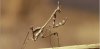 Empusa fasciata, foto