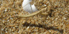 Geomantis larvoides, foto