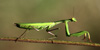 Mantis religiosa, foto