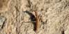 Pseudoyersinia lagrecai, foto
