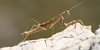 Rivetina baetica, foto