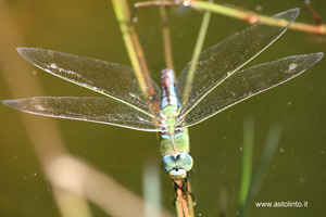 Anax imperator