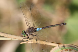 Anax parthenope