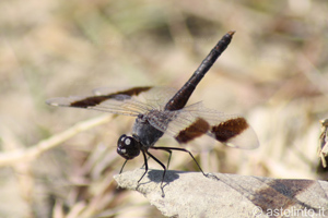 Brachythemis leucosticta
