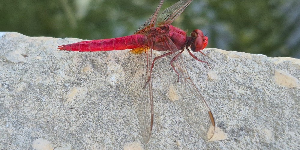 Crocothemis erythraea
