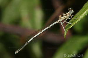 Platycnemis pennipes